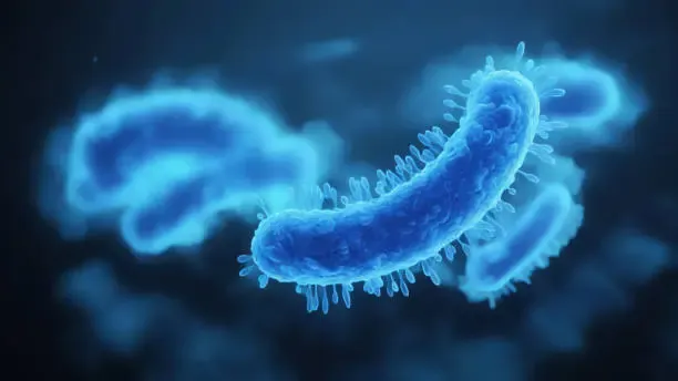 Helicobacter pylori bacteria