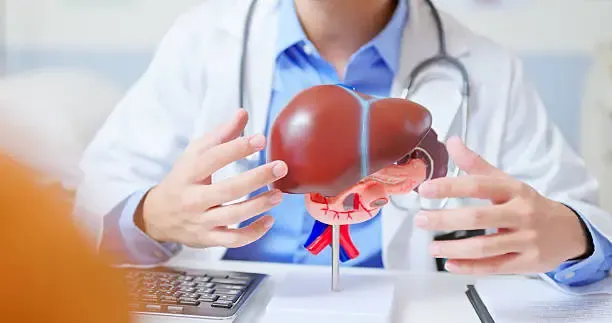 A doctor in a medical clinic holding an anatomical liver model to demonstrate liver structure
