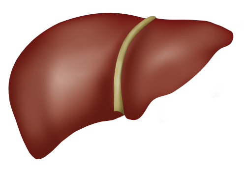 Liver