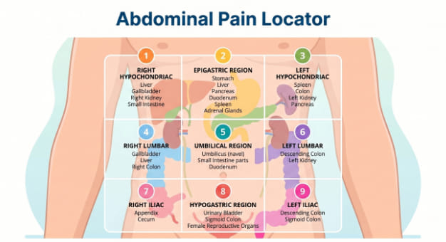 Abdominal Pain Quadrants Locator